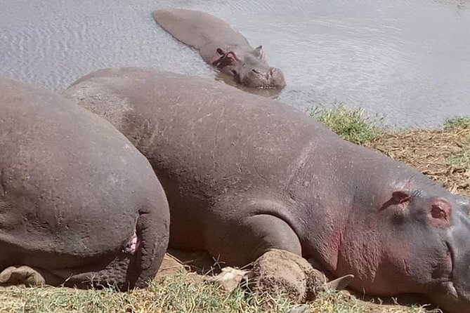 2 Days Camping Safari, Lake Manyara & Ngorongoro Crater - Dropping into Ngorongoro Crater