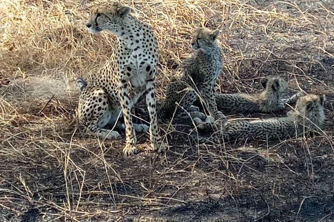 2 Days Camping Safari, Lake Manyara & Ngorongoro Crater - Transport, timing, and the return to Arusha