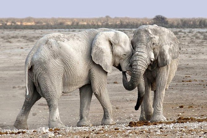 2 Days Group Joining Camping Safari Tarangire Park and Ngorongoro Crater - Leaving Arusha at 8:30 am