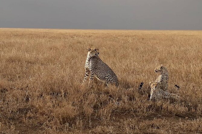 2 Days Group Joining Camping Safari Tarangire Park and Ngorongoro Crater - Ngorongoro Crater: a compact wildlife day