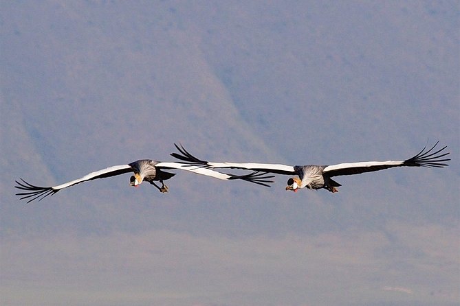 2 Days Joined Group Tarangire and Ngorongoro Crater National Park - Is $490.93 good value?