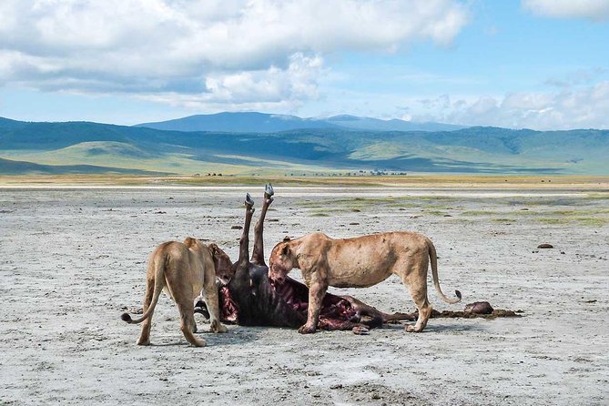 2 Days Joined Group Tarangire and Ngorongoro Crater National Park - Who should choose this safari?
