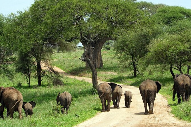 2 days Majestic Tanzania safari Tarangire and Ngorongoro Crater - The overnight camp and the value of included meals