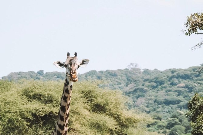 2 days Mid Range Safari in Ngorongoro and Tarangire Big 5 Parks - Day one: Tarangire’s elephants, baobabs, and open country