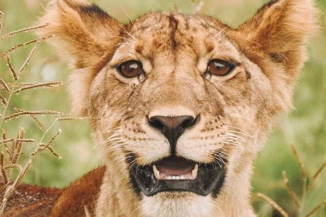 2 days Mid Range Safari in Ngorongoro and Tarangire Big 5 Parks - More than animals: Maasai life and conservation