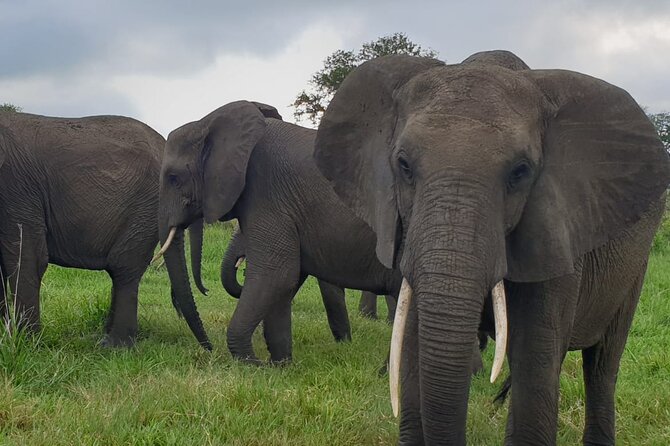 2 Days Mikumi National Park Safari From Dar es salaam or Zanzibar - Who should book this Mikumi safari?