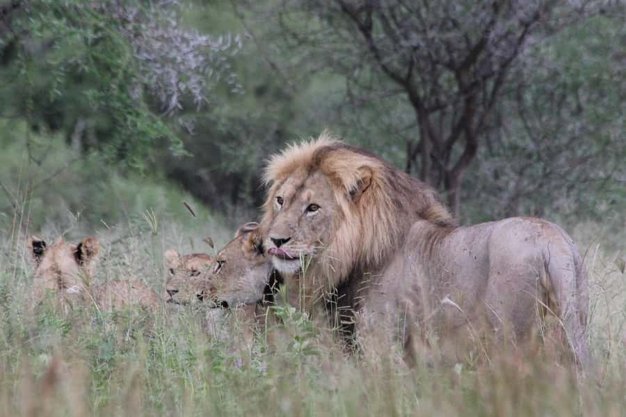 2 DAYS - MIKUMI PARK FROM DAR ES SALAAM BY LUXURY TRAIN - Key points to know before booking