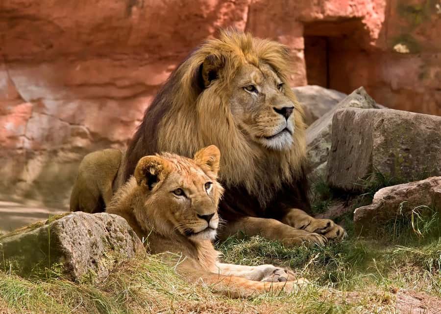 2 DAYS - MIKUMI PARK FROM DAR ES SALAAM BY LUXURY TRAIN - Why Mikumi works for a two-day safari