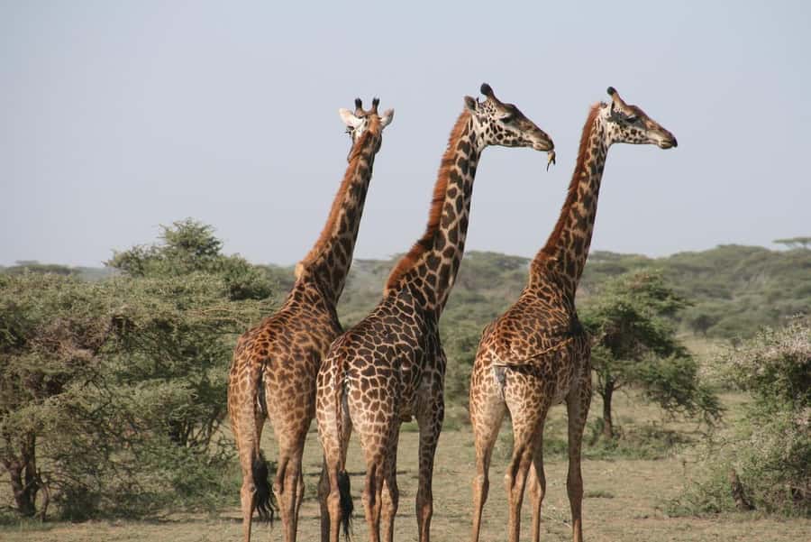 2 DAYS - MIKUMI PARK FROM DAR ES SALAAM BY LUXURY TRAIN - What you may see in Mikumi National Park