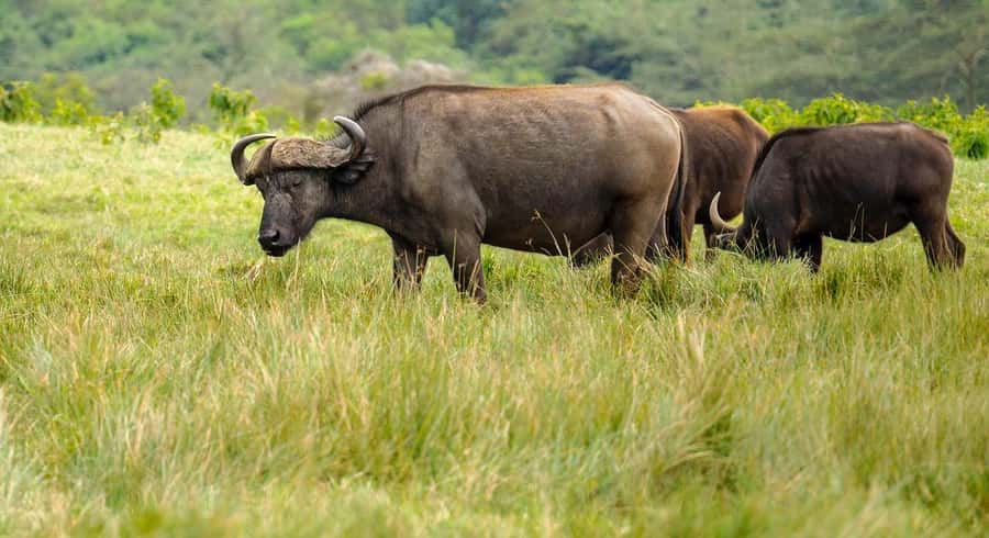 2 DAYS - MIKUMI PARK FROM DAR ES SALAAM BY LUXURY TRAIN - Your overnight stay outside the park