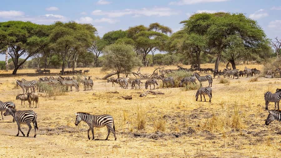2 DAYS - MIKUMI PARK FROM DAR ES SALAAM BY LUXURY TRAIN - The guiding and service experience