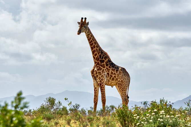 2 Days Mikumi Private Safari from Zanzibar with Accommodation - Key points to know before booking
