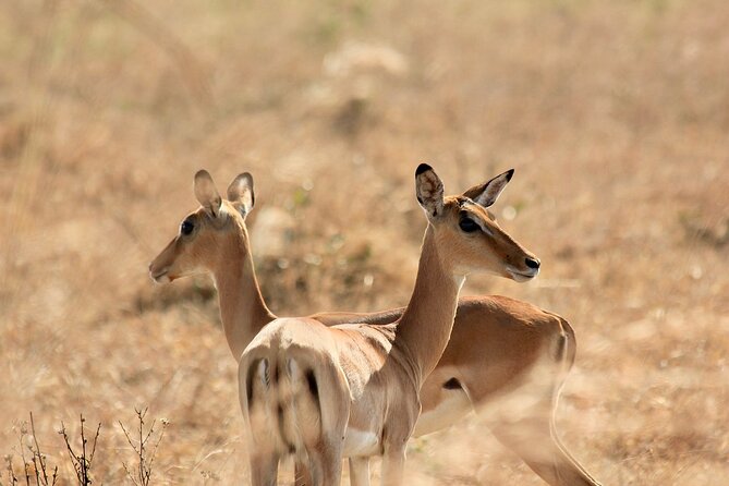 2 Days Mikumi Private Safari from Zanzibar with Accommodation - Why this two-day safari is appealing