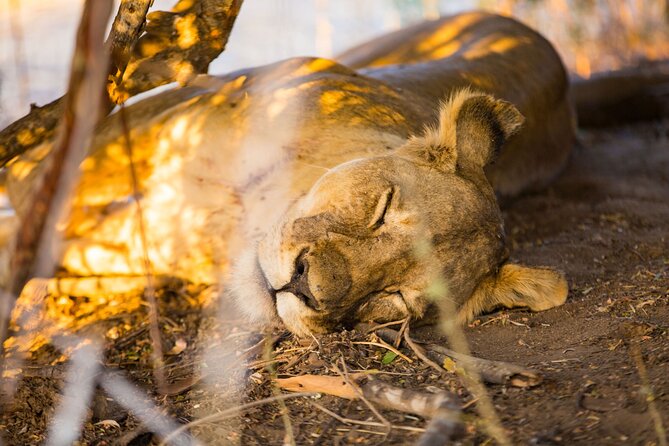 2 Days Mikumi Private Safari from Zanzibar with Accommodation - The guide and service factor