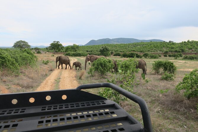 2 Days Mikumi Private Safari from Zanzibar with Accommodation - Meeting at the Zanzibar ferry terminal