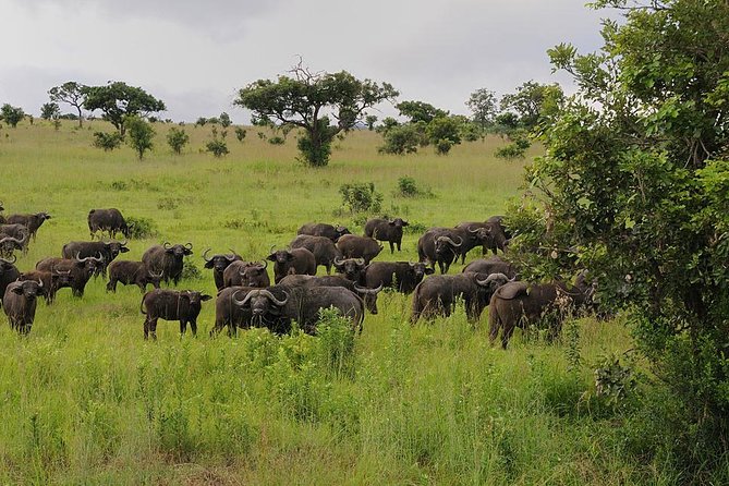 2 Days - Mikumi safari depart from Zanzibar or Dar es salaam - The four-hour 4x4 journey to Mikumi