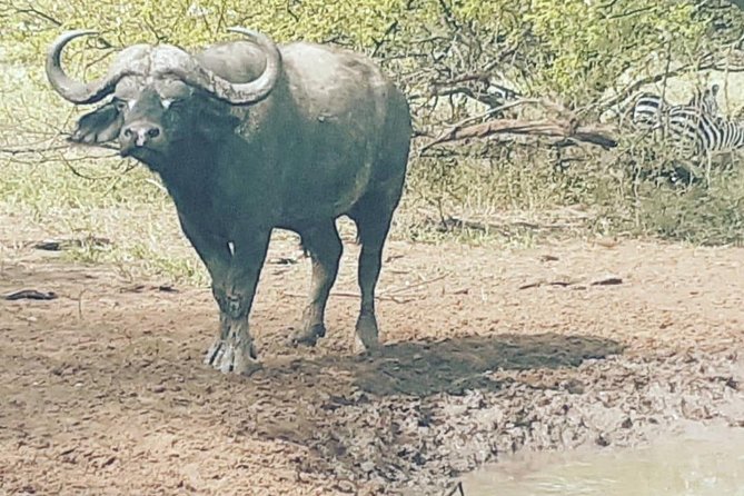 2 Days - Mikumi safari depart from Zanzibar or Dar es salaam - Day one: afternoon animals and an overnight stay