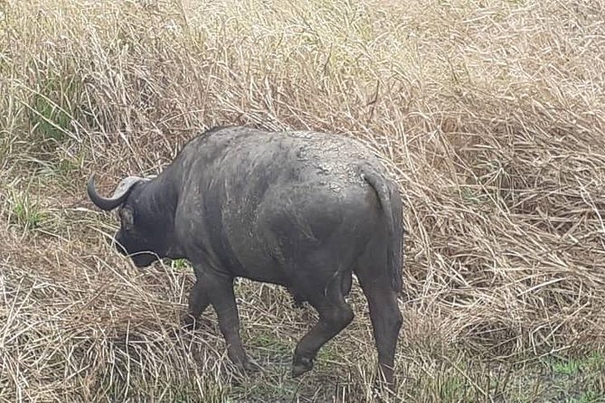 2 Days - Mikumi safari depart from Zanzibar or Dar es salaam - Wildlife: what you may see in Mikumi