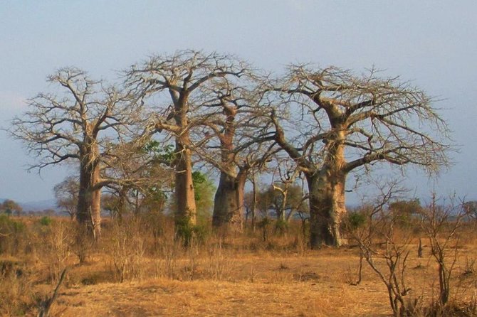 2 Days - Mikumi safari depart from Zanzibar or Dar es salaam - The $620 price and what it covers