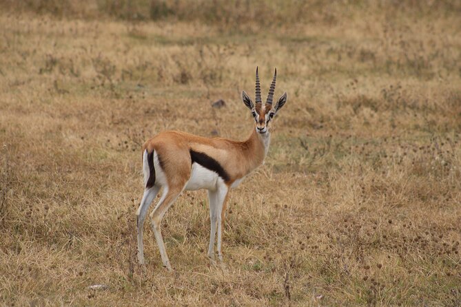 2 days private lodge safari - Ngorongoro Crater: A Concentrated Morning of Wildlife