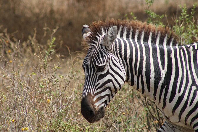 2 days private lodge safari - The Overnight Stay: Lodge Comfort or Camping Setup?
