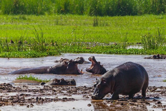 2 Days Private Midrange Safari from and back to Zanzibar - What is included, and what you still pay for