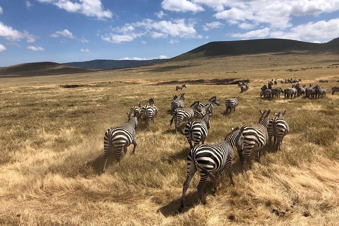 2-Days Private Midrange Safari; Tarangire & Ngorongoro Crater - Day two: descending into Ngorongoro Crater