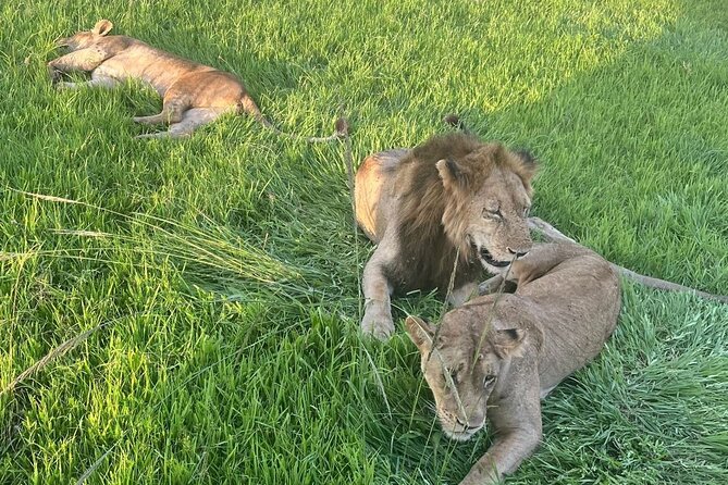2 days private safari to Mikumi N park from Zanzibar or Dsm - Key points to know before booking