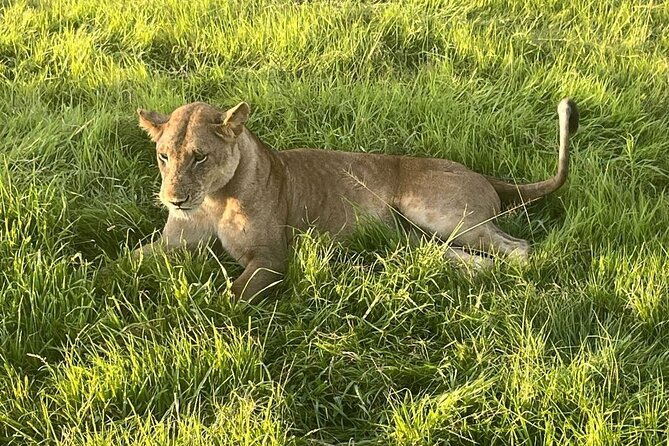 2 days private safari to Mikumi N park from Zanzibar or Dsm - Why Mikumi works for a short safari
