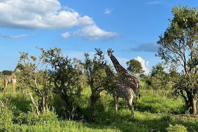 2 days private safari to Mikumi N park from Zanzibar or Dsm - The 6:30 AM game drive