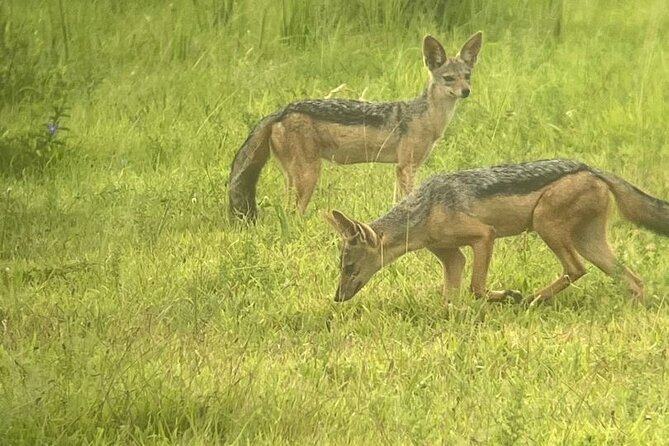 2 days private safari to Mikumi N park from Zanzibar or Dsm - Lunch inside Mikumi and the first game drive
