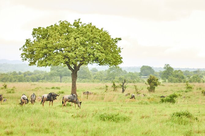 2 Days Private Safari Tour of Mikumi - What the $742 price means