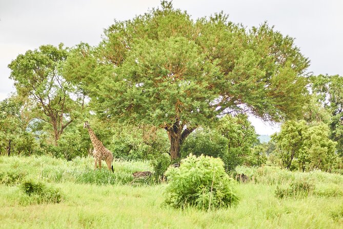 2 Days Private Safari Tour of Mikumi - Who will enjoy this safari most