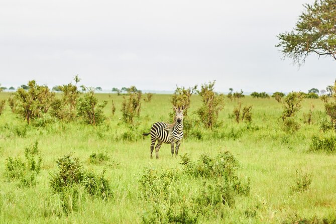 2 Days Private Safari Tour of Mikumi - Practical advice before you book