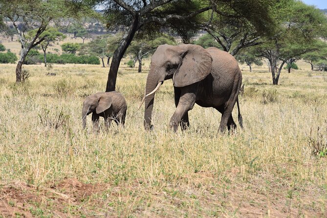 2-Days Private The Ultimate Tanzania Safari Tour - Ngorongoro Crater and a concentrated wildlife day
