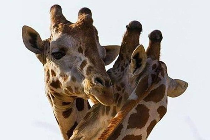 2 days quick trip to Mikumi National park - Key points at a glance