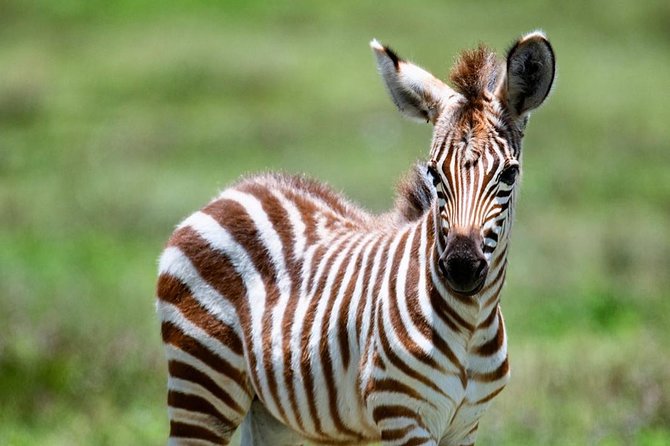 2 days quick trip to Mikumi National park - What this two-day Mikumi safari is really offering
