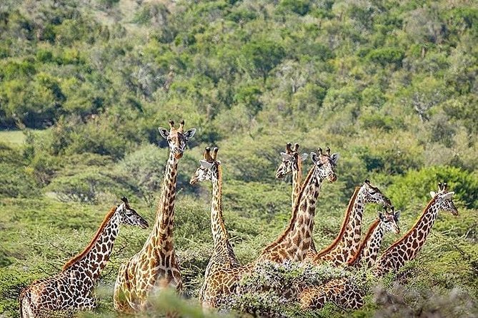2 days quick trip to Mikumi National park - Comfort, meals, and the private format