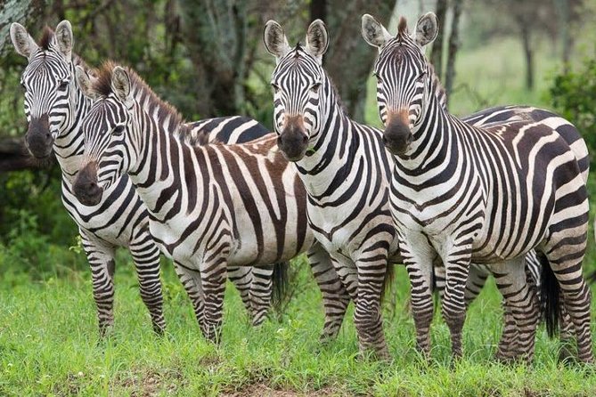 2 Days Ruaha National park - Returning to Iringa after breakfast
