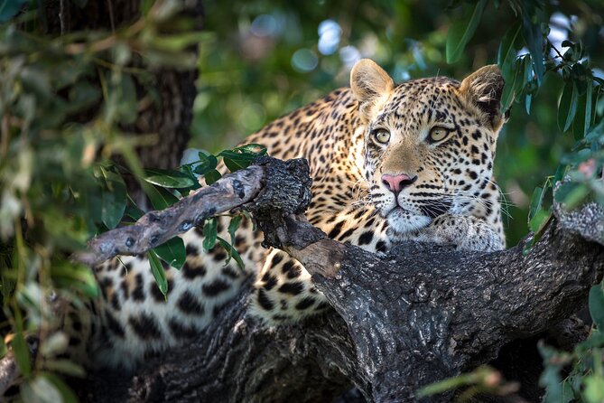 2 Days Ruaha National park - What the private format adds at $450