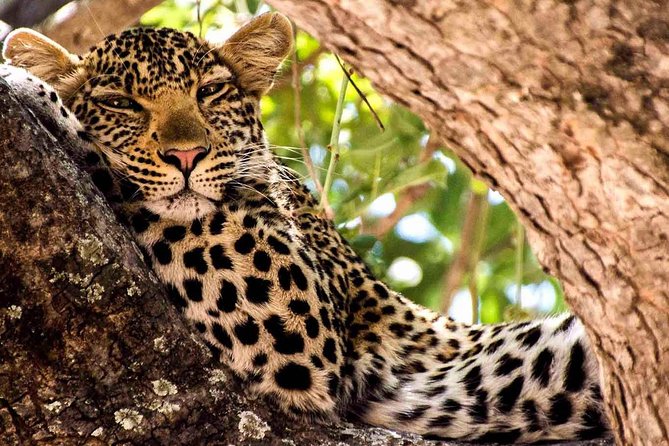 2 Days Ruaha National park - What the positive feedback tells you