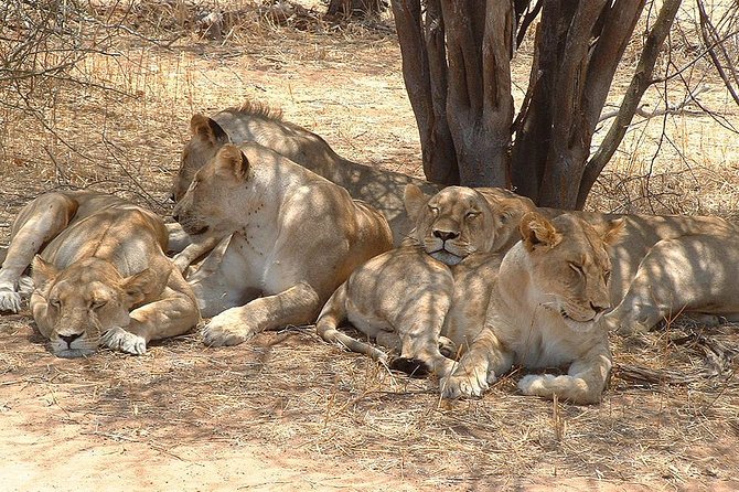 2 Days Ruaha National park - Who will enjoy this Ruaha safari most