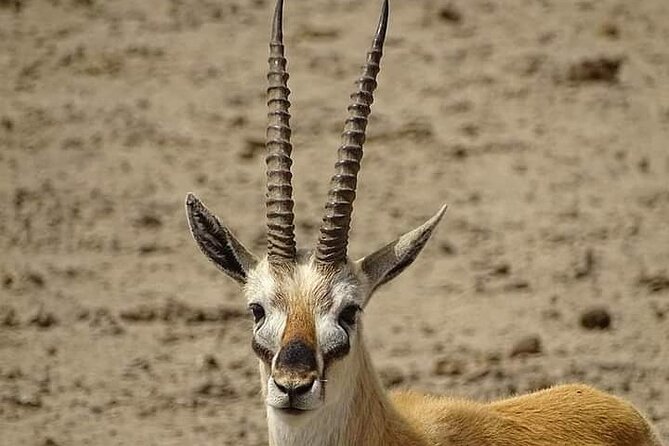 2 Days Saadani National Park From Zanzibar - Meals, accommodation, and what the $860.24 price means