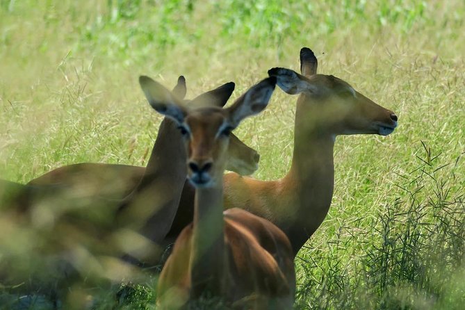2 Days Saadani National Park From Zanzibar - The private format and the human side of the trip