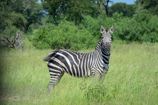2 Days Saadani National Park From Zanzibar - What the first game drive can and cannot promise