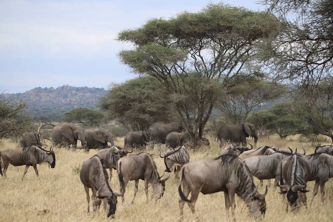 2 Days Safari in Tarangire and Ngorongoro Crater - Two parks, two very different safari moods