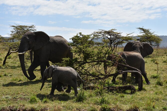 2 Days Safari through Tarangire NP and Lake Manyara NP - Is $1,200 Per Person Fair?
