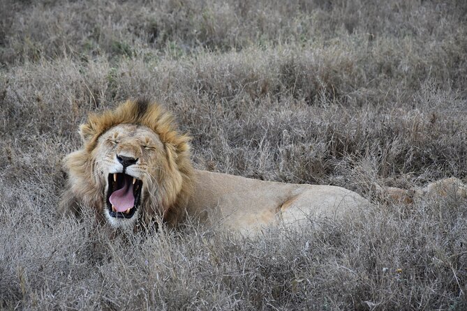 2 Days Safari through Tarangire NP and Lake Manyara NP - Who Will Enjoy This Safari Most?