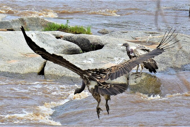 2 Days Safari through Tarangire NP and Lake Manyara NP - Timing, Pickup, and Cancellation
