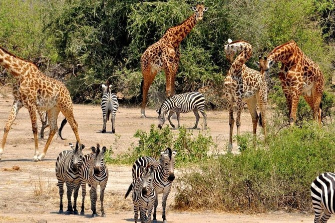 2 Days Selous Game Reserve Safari from Zanzibar or Dar es salaam - The Lake Manze boat safari at sunrise